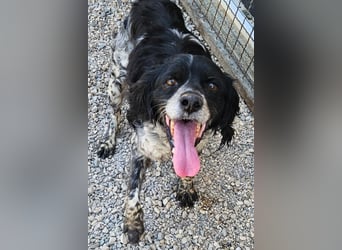 Dina – deine neue beste Fellnasen-Freundin! (47506 Neukirchen-Vluyn)