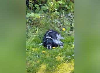 Dina – deine neue beste Fellnasen-Freundin! (47506 Neukirchen-Vluyn)