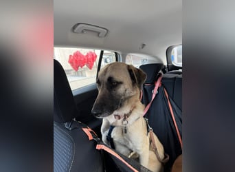 Sanfte Seele Emma sucht ihr Zuhause!