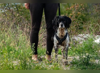 Dina – deine neue beste Fellnasen-Freundin! (47506 Neukirchen-Vluyn)