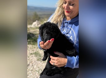 Rumi - Freund fürs Leben gesucht