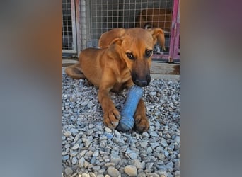 Bjarne – ein Freund fürs Leben (4700 Eupen)