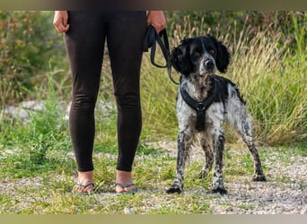 Flek wartet darauf, seine eigene Familie zu finden (47506 Neukirchen-Vluyn)