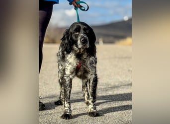 Flek wartet darauf, seine eigene Familie zu finden (47506 Neukirchen-Vluyn)