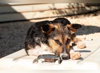 Wundervolle Rixa möchte endlich ankommen (77866 Rheinau)