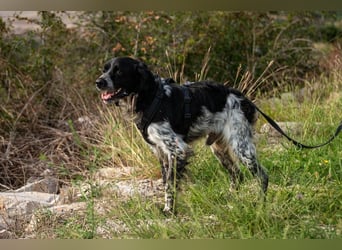 Flek wartet darauf, seine eigene Familie zu finden (47506 Neukirchen-Vluyn)