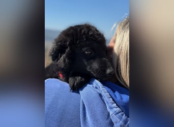 Rumi - Freund fürs Leben gesucht