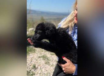 Rumi - Freund fürs Leben gesucht