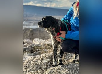 Flek wartet darauf, seine eigene Familie zu finden (47506 Neukirchen-Vluyn)