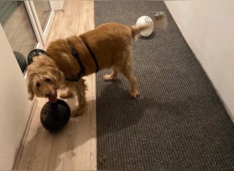 Notfall: Mio braucht dringend eine Pflegestelle oder ein neues Für-immer-Zuhause ‼️