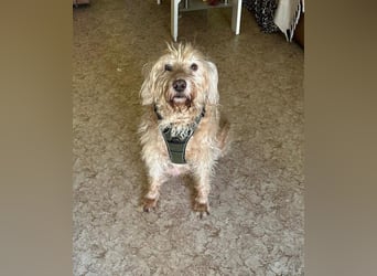 Notfall: Mio braucht dringend eine Pflegestelle oder ein neues Für-immer-Zuhause ‼️