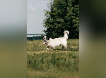 Toller Fendi sucht liebevolles Zuhause