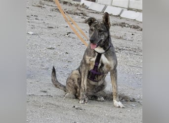 Tattoo, fast wie tätowiert !!