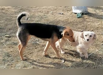 Paloma - feine, unkomplizierte Anfängerhündin