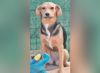 Paloma - feine, unkomplizierte Anfängerhündin