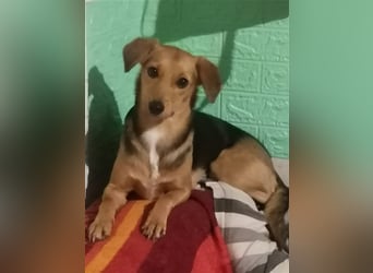 Paloma - feine, unkomplizierte Anfängerhündin