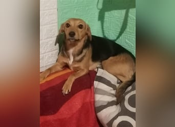 Paloma - feine, unkomplizierte Anfängerhündin