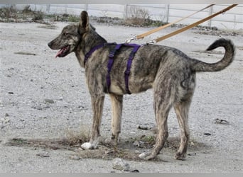 Tattoo, fast wie tätowiert !!