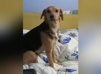 Paloma - feine, unkomplizierte Anfängerhündin