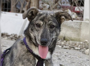 Tattoo, fast wie tätowiert !!