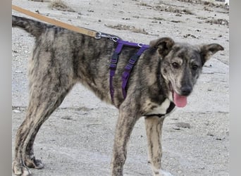 Tattoo, fast wie tätowiert !!