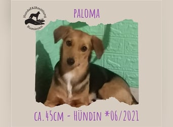 Paloma - feine, unkomplizierte Anfängerhündin