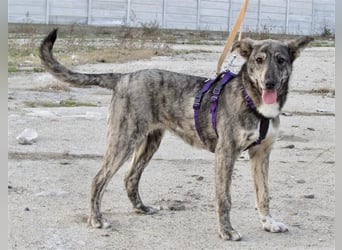 Tattoo, fast wie tätowiert !!