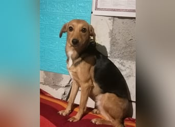 Paloma - feine, unkomplizierte Anfängerhündin