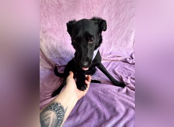Lilith - Verschmuste junge Hündin sucht ihr Zuhause!