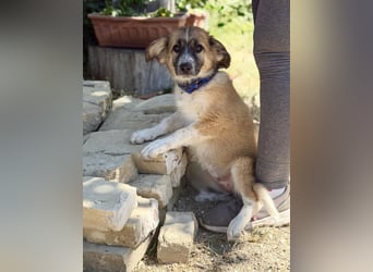 Tinka (Tavaszka) - Kleine Tinka sucht ihr großes Glück