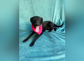 Layla - Fröhliche Junghündin möchte endlich dazugehören