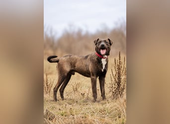 Easy - Toller Rüde auf der Suche nach seinem Perfect Match!