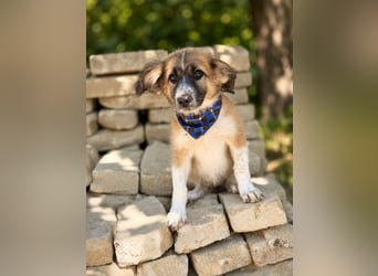 Tinka (Tavaszka) - Kleine Tinka sucht ihr großes Glück