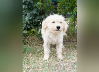 Pamcsi - Ein kleiner Herzenshund auf dem Weg ins Glück