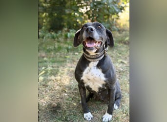 Missi - Liebevolle Hundedame sucht endlich ihr Zuhause