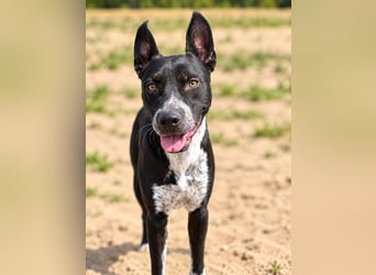 Bashiro - Gute-Laune-Hund sucht Menschen fürs Leben!