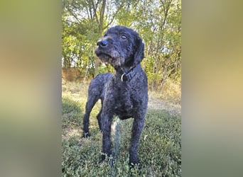 Rusti - Sanfter Herzenshund sucht sein Glück
