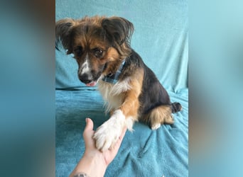 Benedek - Sanfter Rüde mit großem Herzen!
