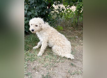 Pamcsi - Ein kleiner Herzenshund auf dem Weg ins Glück
