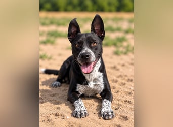 Bashiro - Gute-Laune-Hund sucht Menschen fürs Leben!