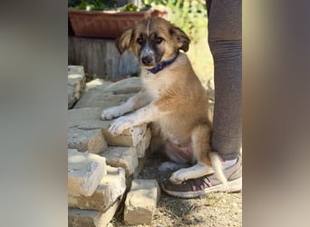 Tinka (Tavaszka) - Kleine Tinka sucht ihr großes Glück