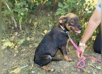 Alessio - Fröhlicher Hundejunge sucht seine Menschen