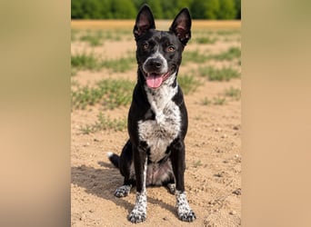 Bashiro - Gute-Laune-Hund sucht Menschen fürs Leben!
