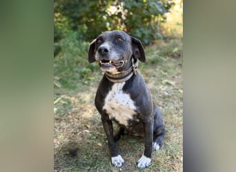 Missi - Liebevolle Hundedame sucht endlich ihr Zuhause