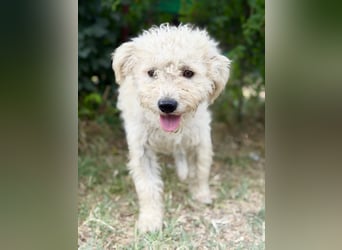 Pamcsi - Ein kleiner Herzenshund auf dem Weg ins Glück