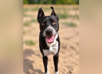 Bashiro - Gute-Laune-Hund sucht Menschen fürs Leben!