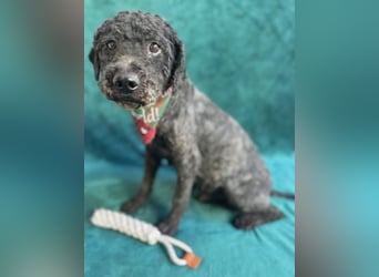 Rusti - Sanfter Herzenshund sucht sein Glück