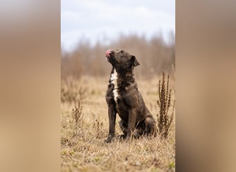 Easy - Toller Rüde auf der Suche nach seinem Perfect Match!
