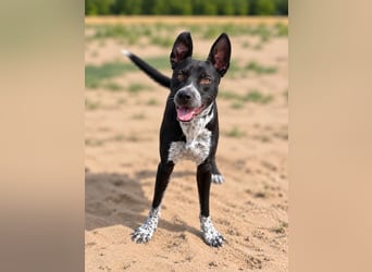 Bashiro - Gute-Laune-Hund sucht Menschen fürs Leben!