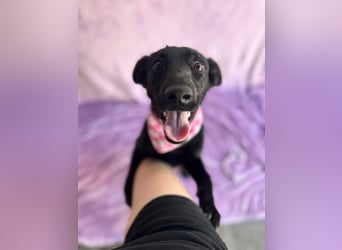 Layla - Fröhliche Junghündin möchte endlich dazugehören